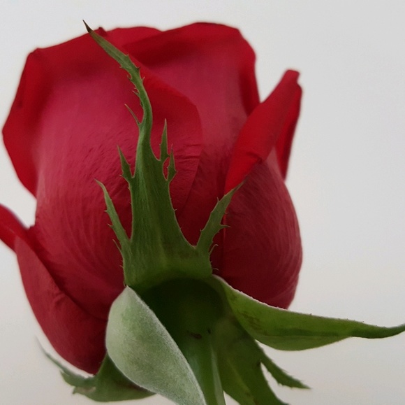 reginagutier796